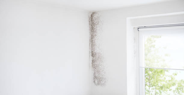  Lavalette, WV Mold Removal Pros