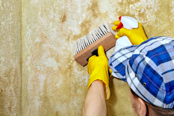 Mold Removal for HVAC Installations in Lavalette, WV