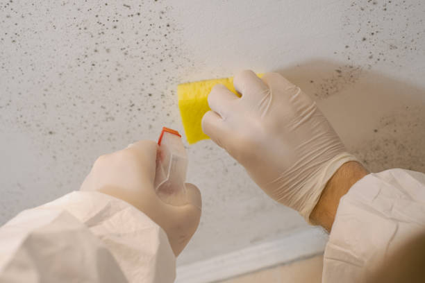Best Air Quality Testing for Mold Spores  in Lavalette, WV